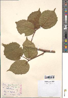 spécimen de Rubus hirtus