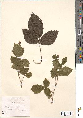 spécimen de Rubus hirtus