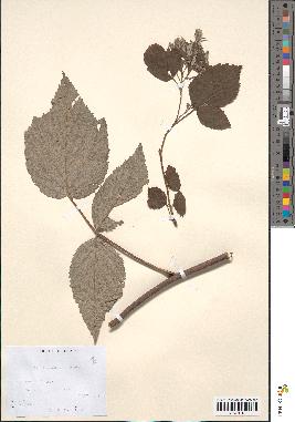 spécimen de Rubus idaeus