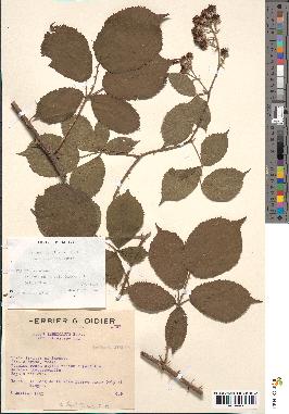 spécimen de Rubus imbricatus