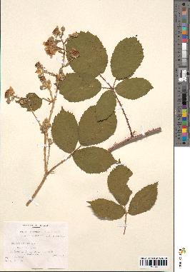 spécimen de Rubus lejeunei