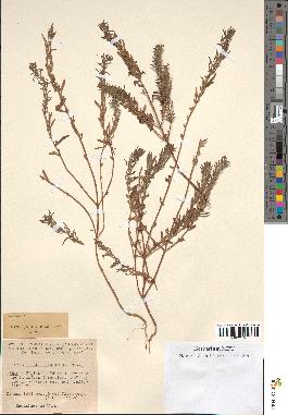 spécimen de Teucrium decipiens