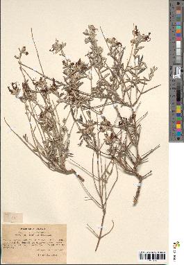 spécimen de Teucrium fruticans