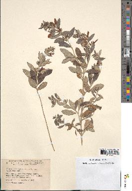 spécimen de Teucrium fruticans