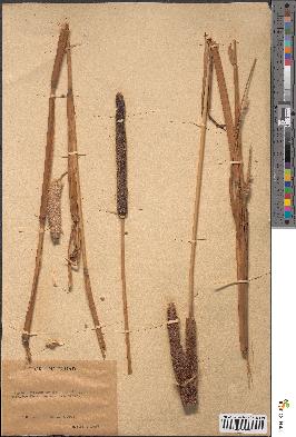 spécimen de Typha australis