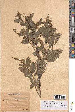 spécimen de Desmodium velutinum
