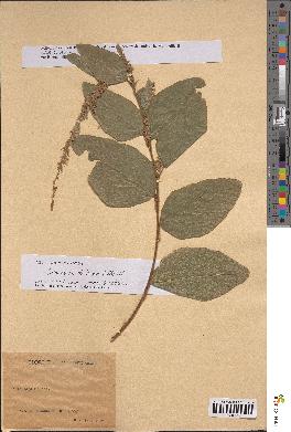spécimen de Desmodium velutinum
