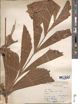 spécimen de Caryota urens
