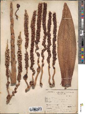 spécimen de Cocos nucifera