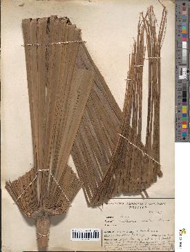 spécimen de Coccothrinax argentea