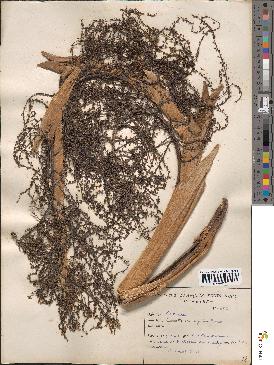 spécimen de Coccothrinax argentea