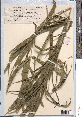 spécimen de Calamus deerratus