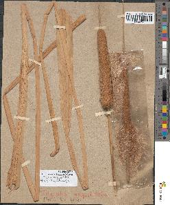 spécimen de Typha sp.