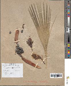 spécimen de Chamaerops sp.
