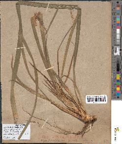 spécimen de Iris sp.