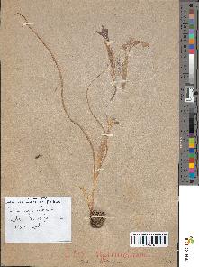 spécimen de Iris sp.