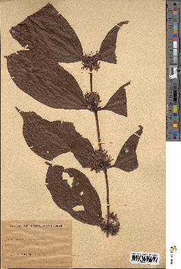 spécimen de Coffea sp.