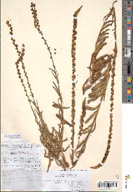 spécimen de Reseda luteola