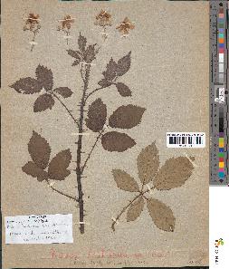spécimen de Rubus sp.
