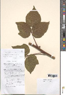 spécimen de Rubus hirtus