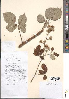 spécimen de Rubus thyrsoideus