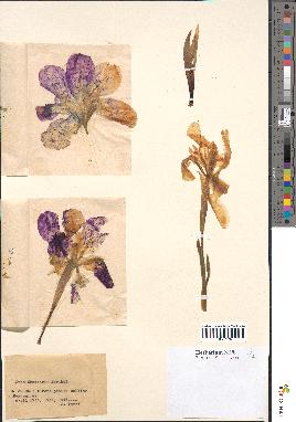 spécimen de Iris lutescens