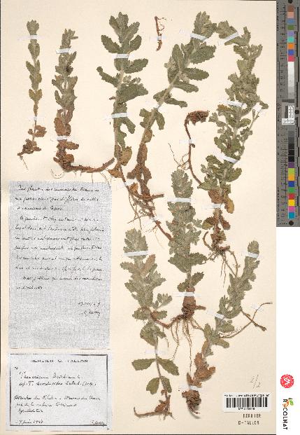 spécimen de Teucrium scordium