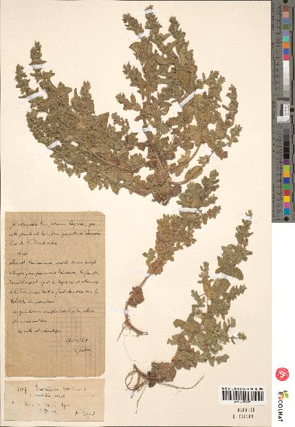 spécimen de Teucrium scordium