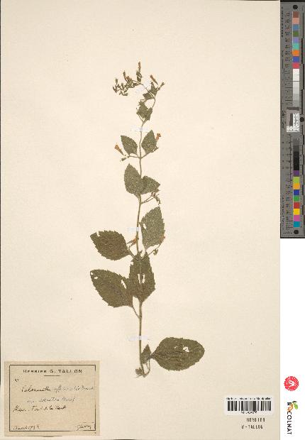 spécimen de Calamintha menthaefolia