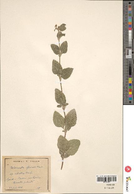 spécimen de Calamintha menthaefolia