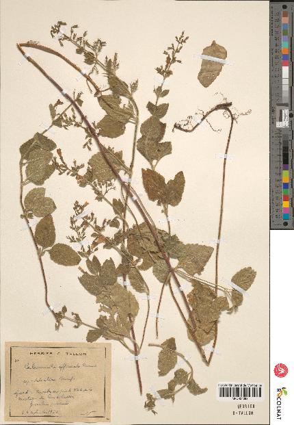 spécimen de Calamintha menthaefolia