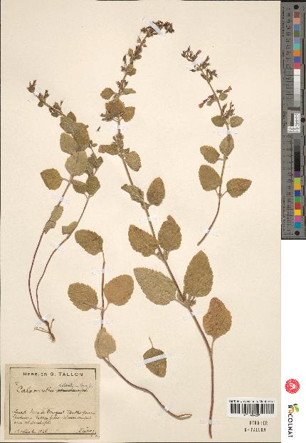 spécimen de Calamintha menthaefolia