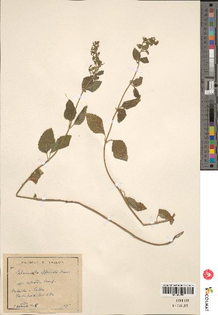 spécimen de Calamintha menthaefolia