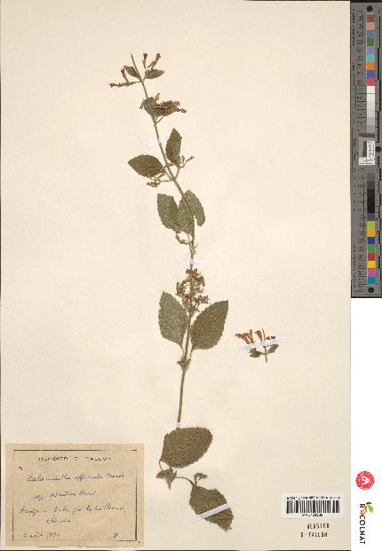 spécimen de Calamintha menthaefolia