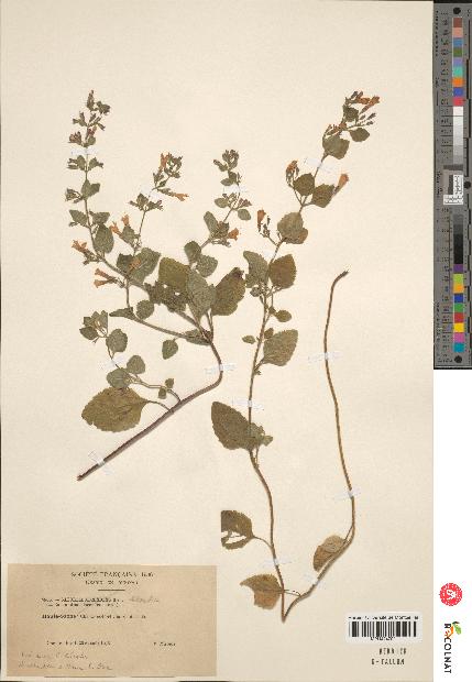 spécimen de Calamintha menthaefolia