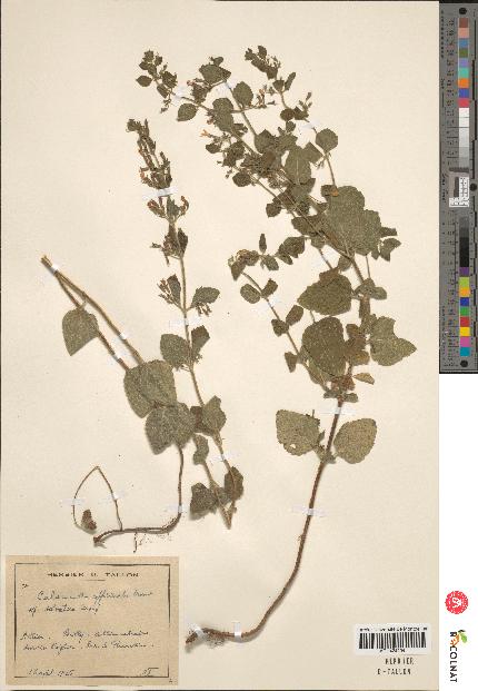 spécimen de Calamintha menthaefolia