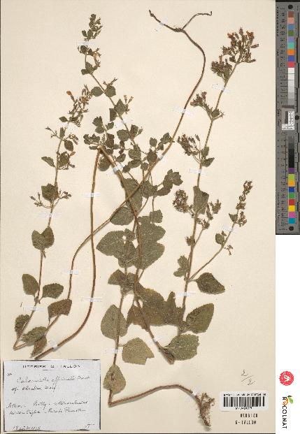 spécimen de Calamintha menthaefolia