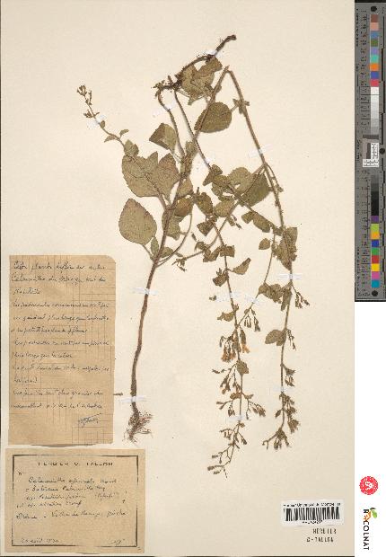 spécimen de Calamintha menthaefolia