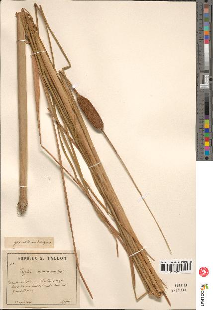spécimen de Typha laxmannii x angustifolia
