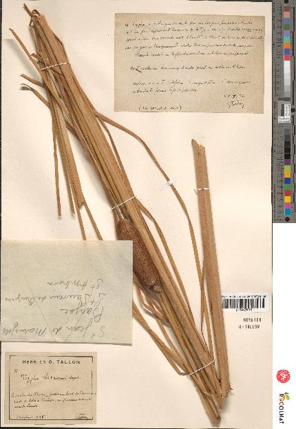spécimen de Typha laxmannii x angustifolia