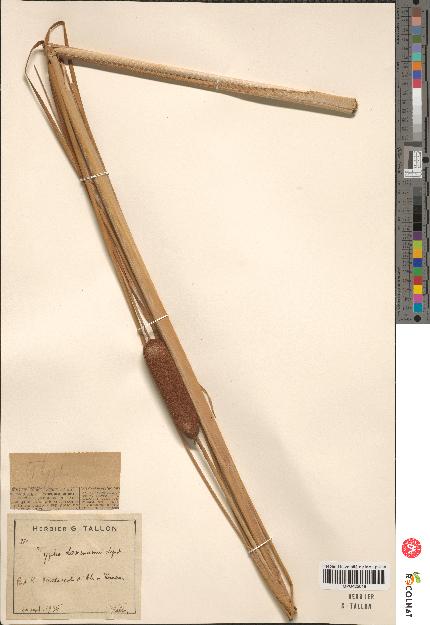 spécimen de Typha laxmannii x angustifolia