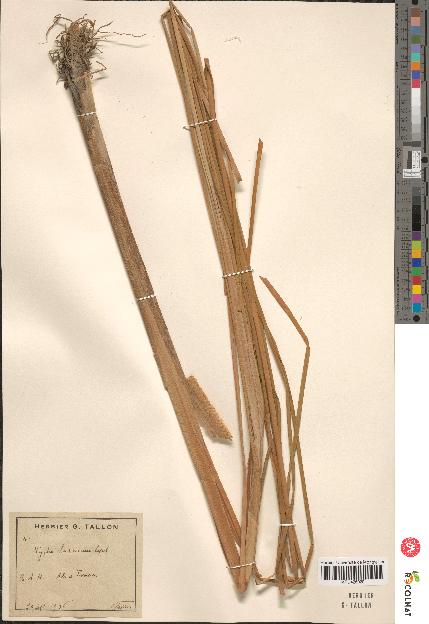 spécimen de Typha laxmannii x angustifolia