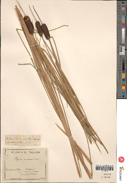 spécimen de Typha minima