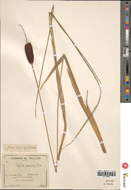 spécimen de Typha minima