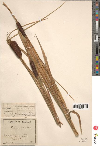 spécimen de Typha minima