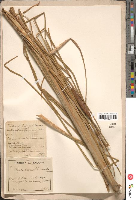 spécimen de Typha laxmannii x angustifolia