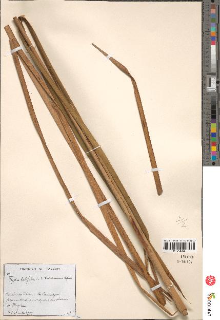 spécimen de Typha latifolia x laxmannii