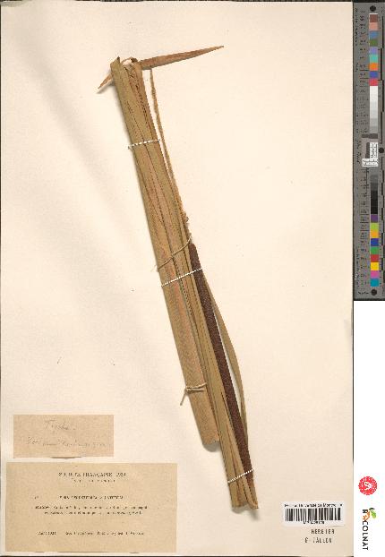 spécimen de Typha angustifolia