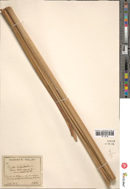 spécimen de Typha angustifolia
