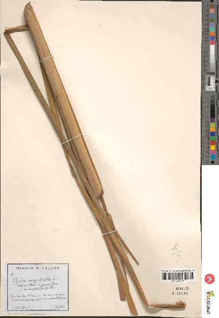spécimen de Typha angustifolia